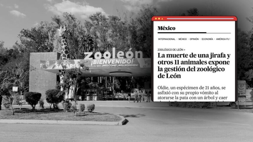 León, Gto.: El Zoo y su compromiso con los animales rescatados