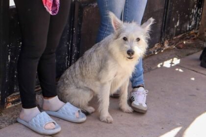 León, Gto.: Esterilizaciones gratuitas para mascotas en 10 colonias