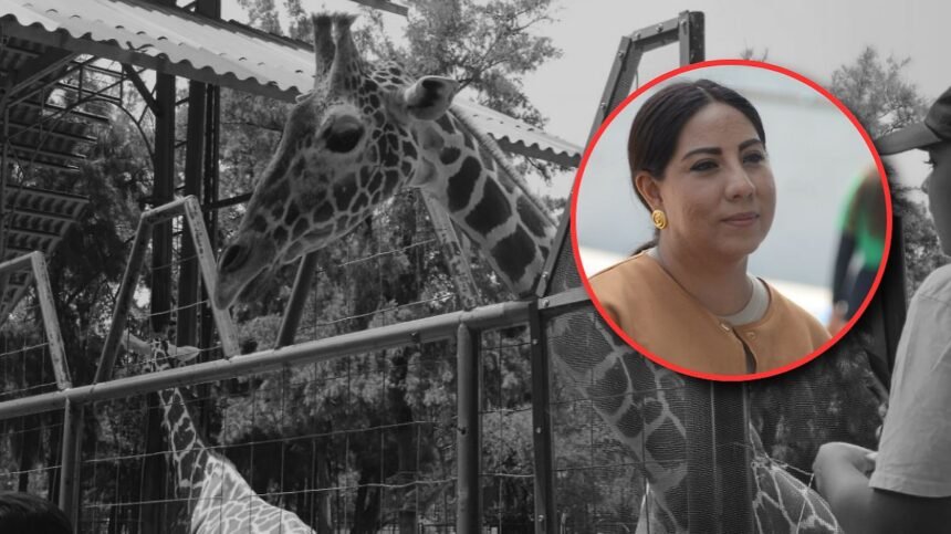 León, Gto.: Regidora señala fallas en el cuidado del Zoológico