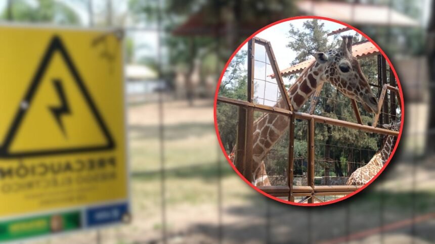 León, Gto.: Revisión de protocolos en el Zoo tras muerte de Oldie