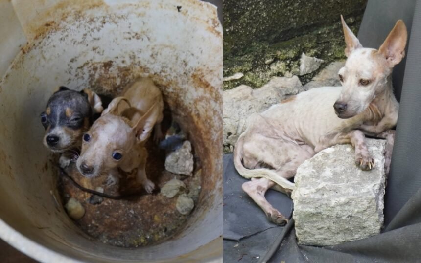 México: 48 perritos rescatados en Mérida transforman vidas y corazones