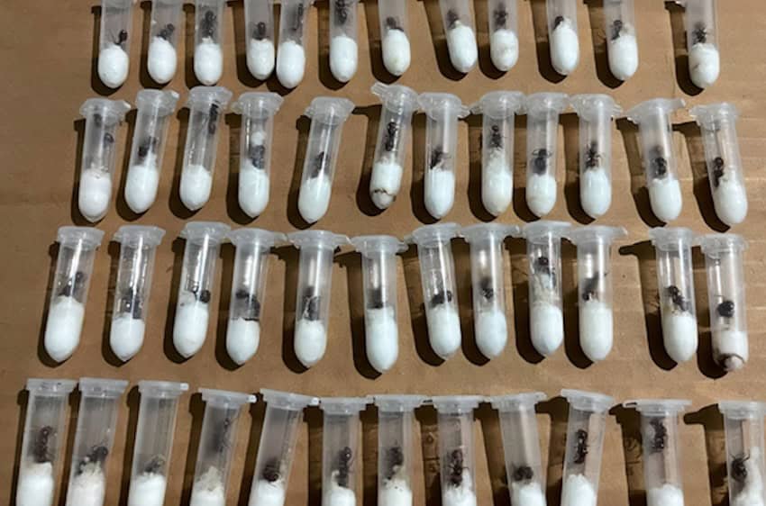 Mexico Takes Action Against Wildlife Traffickers Smuggling Native Ants