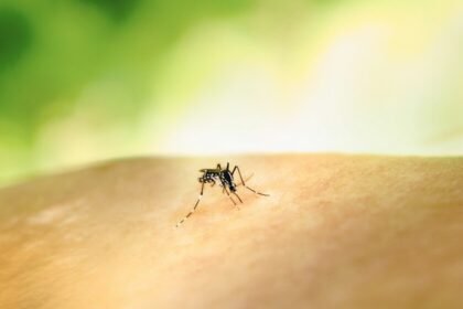 Por qué los mosquitos te pican más que a los demás: la ciencia lo explica
