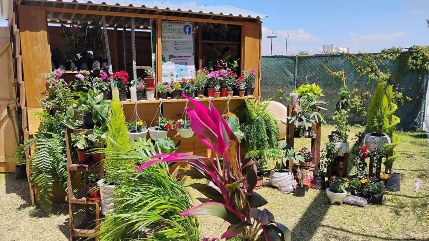 Salamanca, Gto.: Cierre del vivero Verde Bendito por extorsión