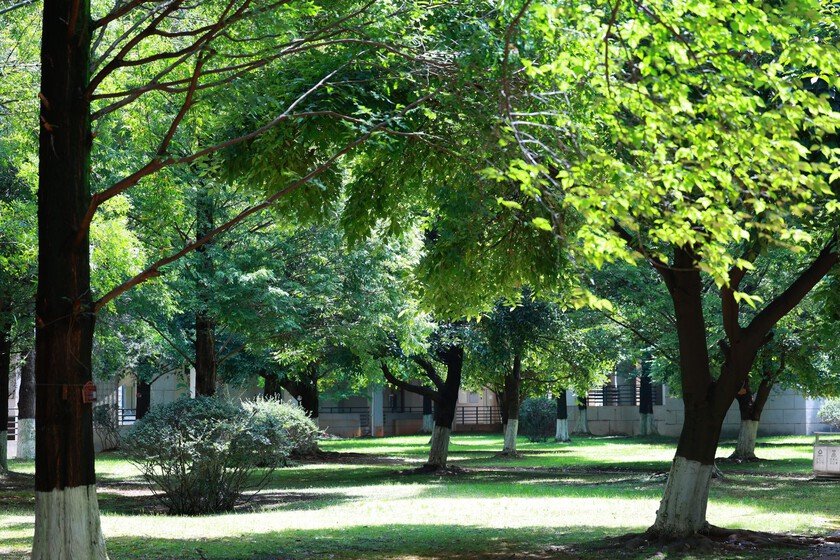 Zona verde sin árboles: pierde gran parte de su función ecológica