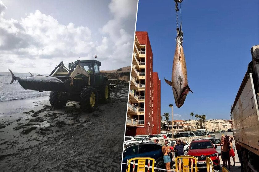 Atunes de 300 kilos varados en playas de Torrevieja y Orihuela