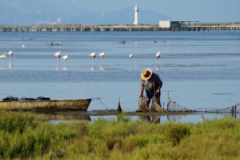 Calor extremo amenaza mejilloneras del Delta del Ebro: ¿son las ostras la solución?