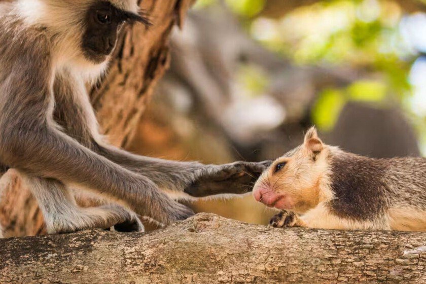 Científicos demuestran nuevos hallazgos en primates sobre salud y conducta