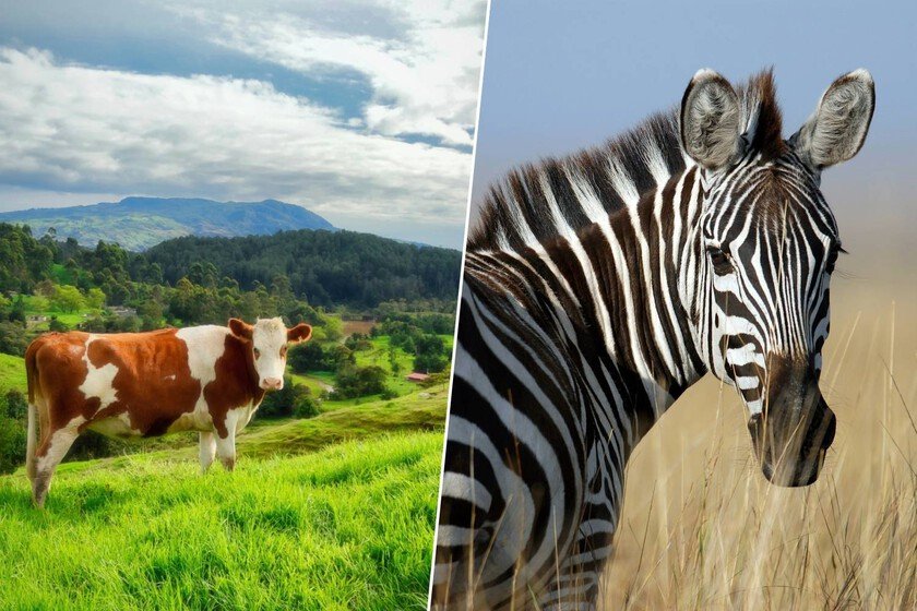 Científicos descubren que rayas en vacas negras ahuyentan plagas