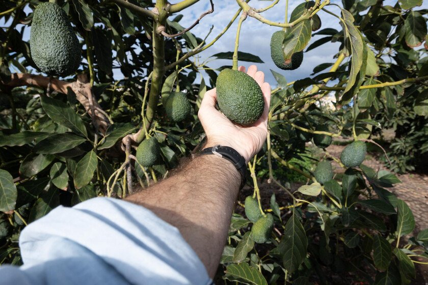 Científicos resuelven el misterio del aguacate: descubre cómo afecta tu salud