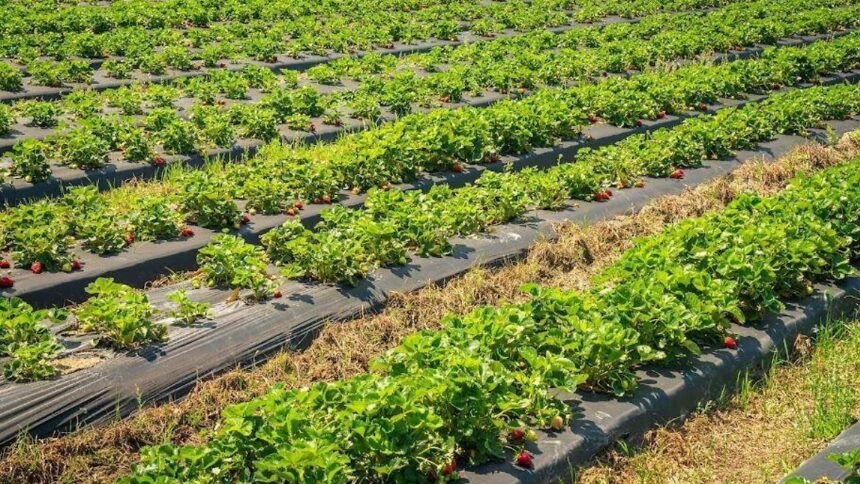 Crecen exportaciones agroalimentarias en León, Gto., a pesar de cyclospora