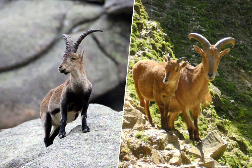El arruí: lo que la ciencia dice sobre su impacto invasor
