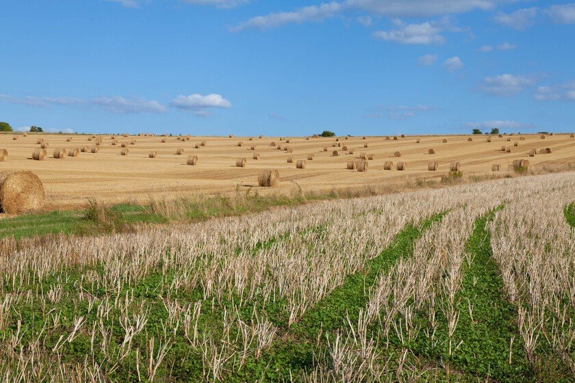 El calor extremo azota las huertas de Euskadi: impacto agrícola real