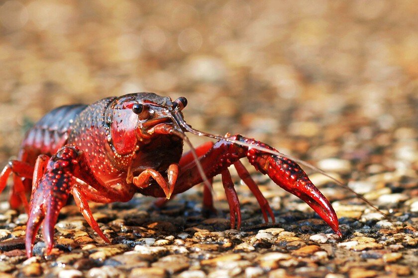 Especie resistente: ¿Imposible erradicar tras 50 años de lucha?
