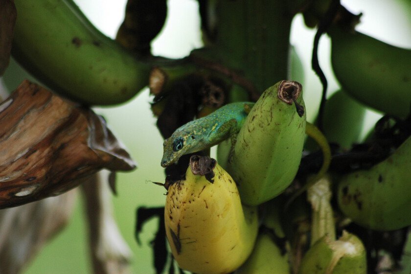 Francia y el impacto de 300 toneladas de pesticida en el Caribe