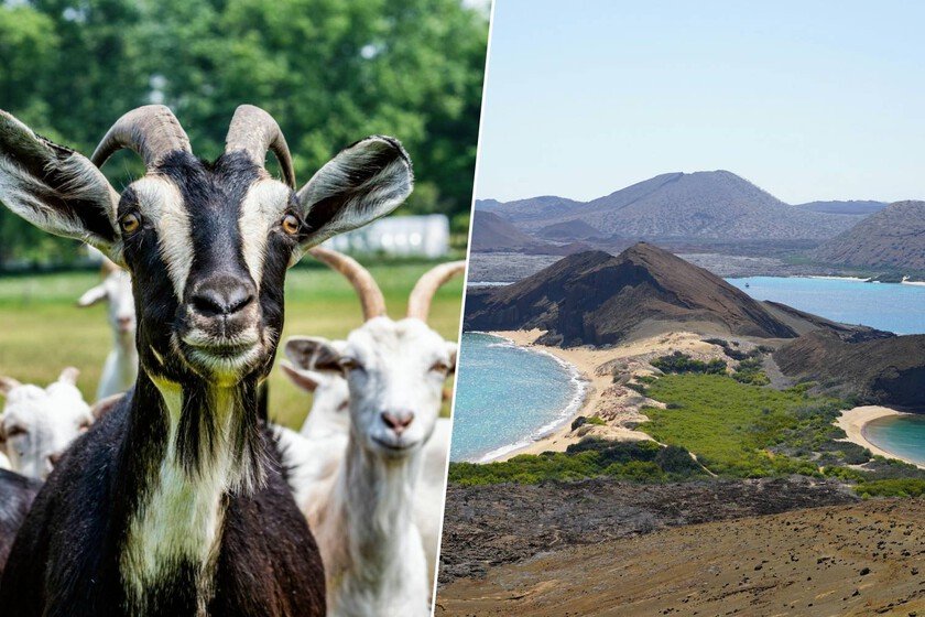 Galápagos: Cómo 700 cabras espía eliminan 140,000 cabras invasoras