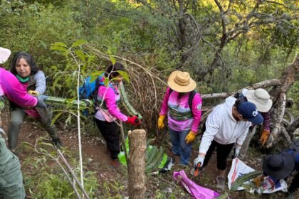 Guanajuato Capital: Hallan restos de garambullos centenarios que enriquecen nuestra historia