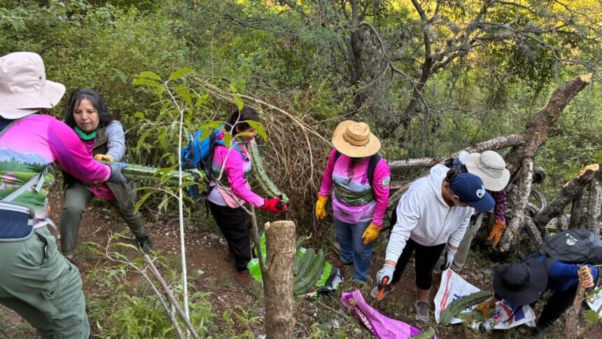 Guanajuato Capital: Hallan restos de garambullos centenarios que enriquecen nuestra historia