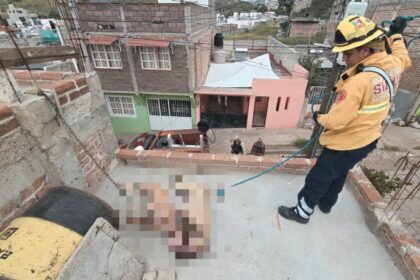 Guanajuato Capital: Urge una solución para el bienestar animal en la ciudad