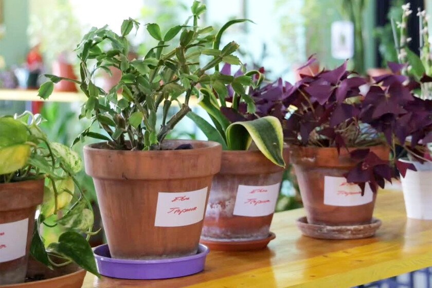Guarderías de plantas en Madrid: cuida tu jardín estas vacaciones