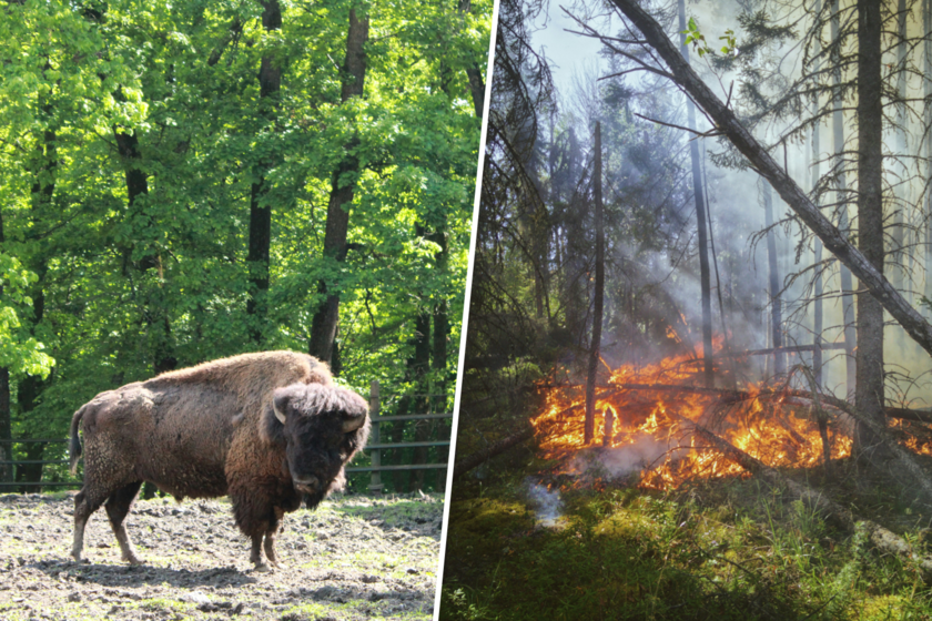 Incendio en Madrid devasta 28.000 hectáreas, salvo zona con bisontes