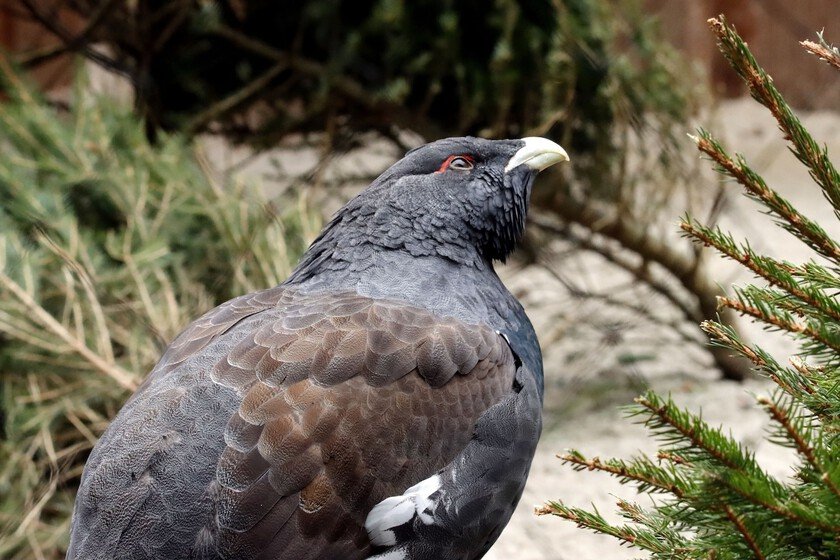 Liberan 30 aves con 5 millones de euros; solo sobrevive una