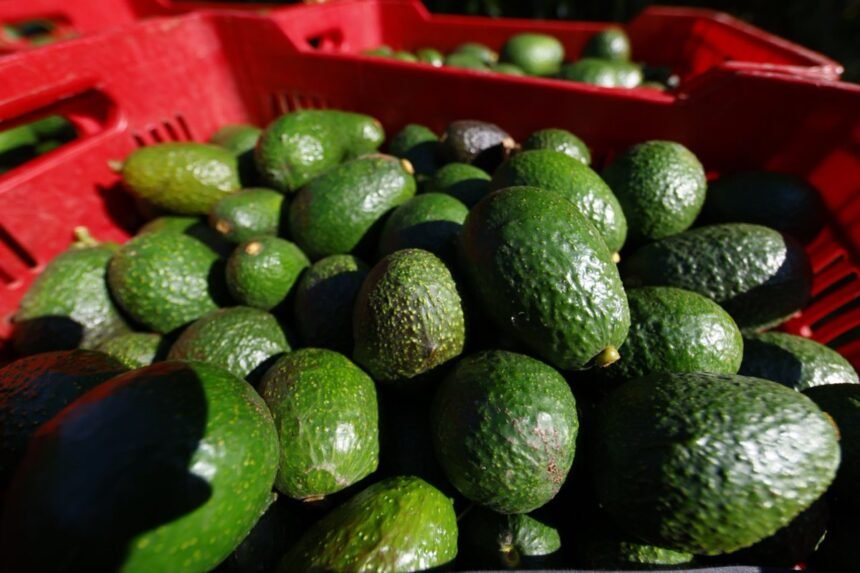México: Aguacateros en Michoacán ajustan su producción tras suspensión de EE.UU.