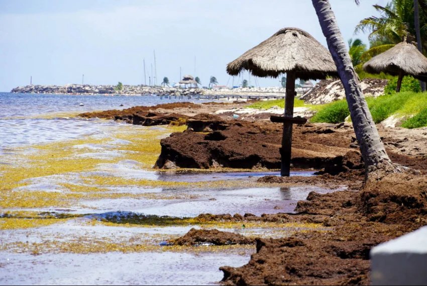 Mexico and Japan Unite to Address Sargassum Crisis Together