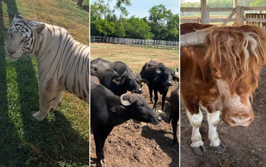México: Aseguran 130 animales exóticos en Tamaulipas por bienestar animal