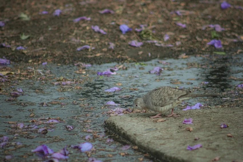 Mexico City's 400-Year Water Crisis Threatens Daily Life and Homes