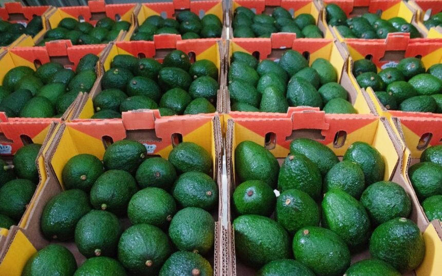 México: Impacto de la suspensión del aguacate de Michoacán en familias