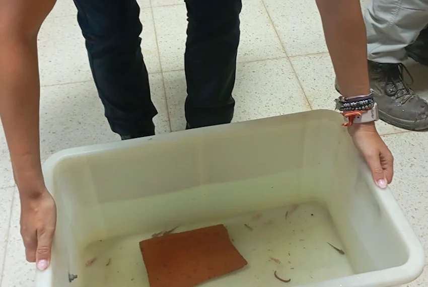 Mexico: Spanish Police Seize Dozens of Axolotls Affecting Conservation