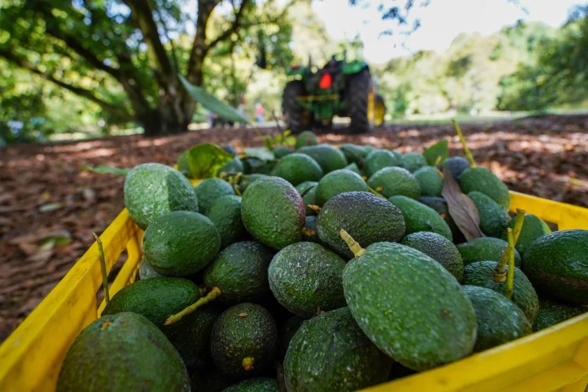 Mexico's Avocado Imports Halted, Impacting Families and Markets