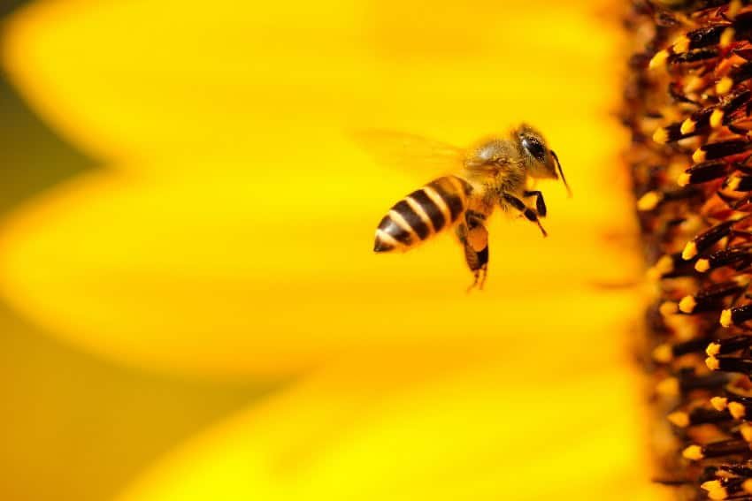 Mexico's Honey Production: Protecting Biodiversity for Farm Families