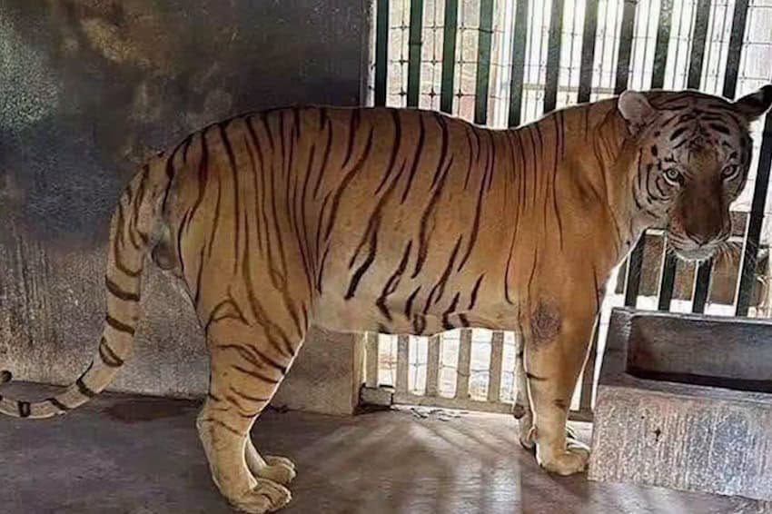 Mexico's Tamaulipas Fuel-Theft Raid Reveals Hidden Exotic Animal Ranch