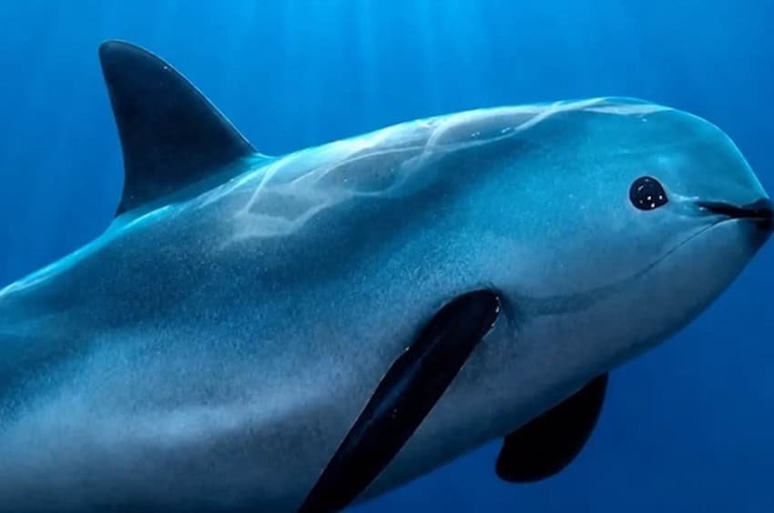 Mexico's Vaquitas Face Urgent Protection Deadline: 6 Months Left