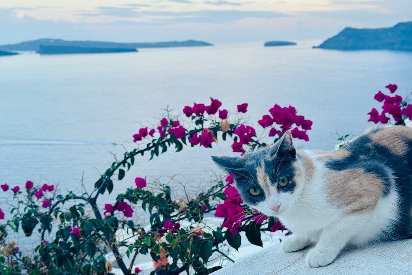 Vivir gratis en una isla griega cuidando gatos: ¡Descubre cómo!