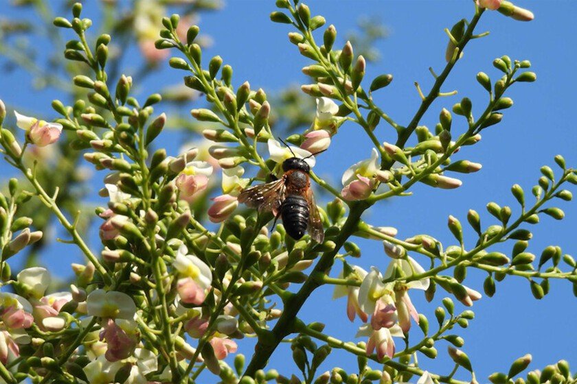 El árbol ornamental que impulsa la expansión de la abeja invasora en Europa