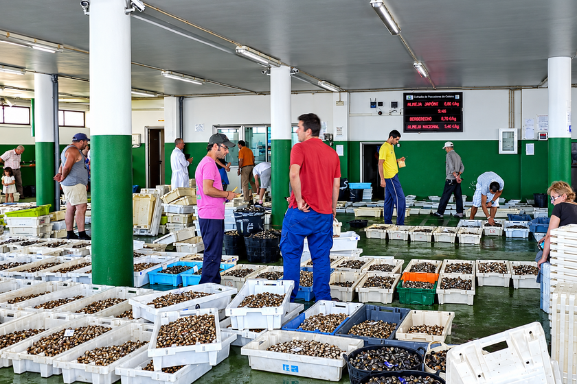 Galicia: La pérdida del 50% de su marisco en solo 10 años