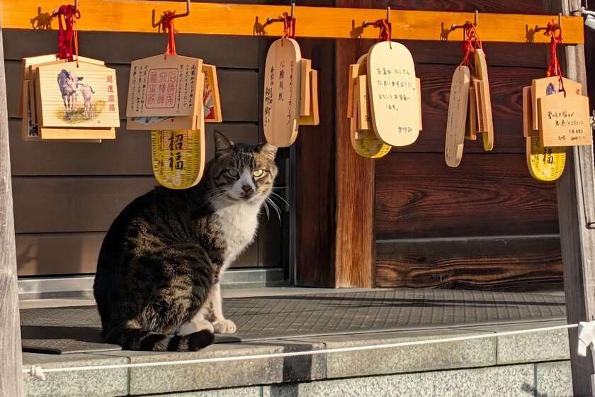 Gatos callejeros en Japón: alerta sobre posible invasión ecológica