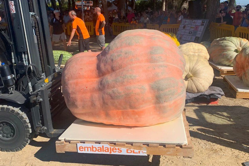 Innovador agricultor cultiva 1.187 kilos y repite éxito este año