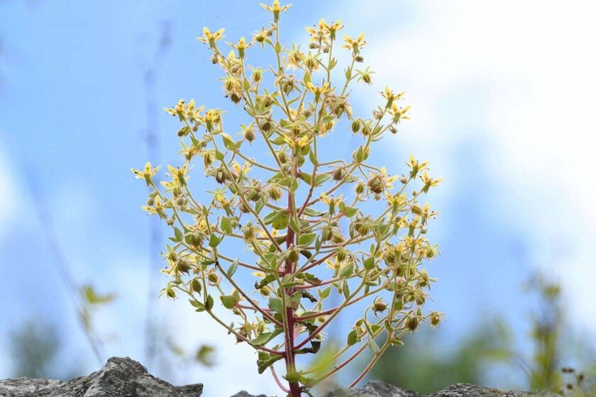 La ciencia respalda a Darwin: la planta carnívora que prueba su teoría