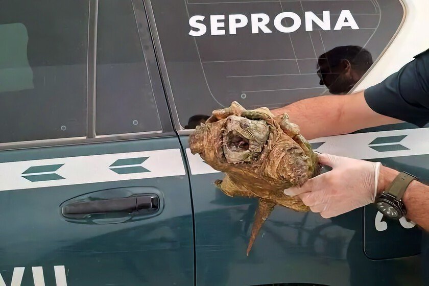 La Guardia Civil retira tortuga peligrosa de patio en Almansa