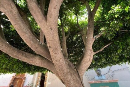 León, Gto.: Cómo cuidar tu salud ante la calidad del aire.