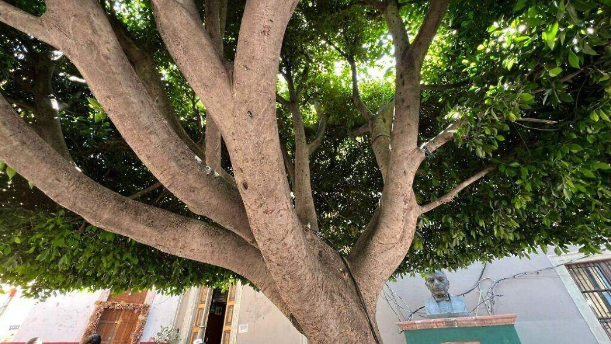 León, Gto.: Cómo cuidar tu salud ante la calidad del aire.