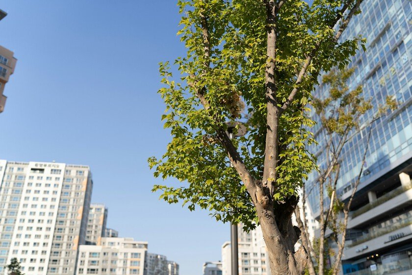 Los árboles activan un "interruptor" para enfrentar el calor extremo