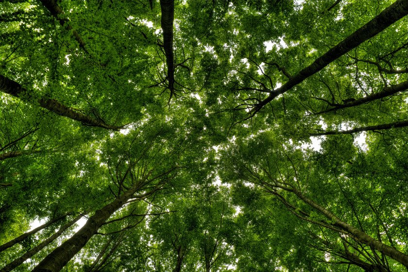 Los árboles crecen rectos sin necesidad de una guía humana
