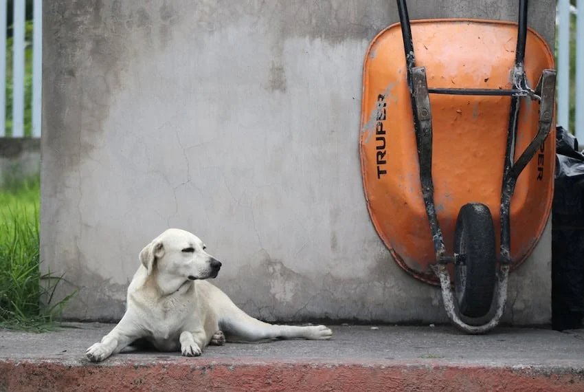 Mexico Senate Approves Landmark Bill to Protect Animals and Families