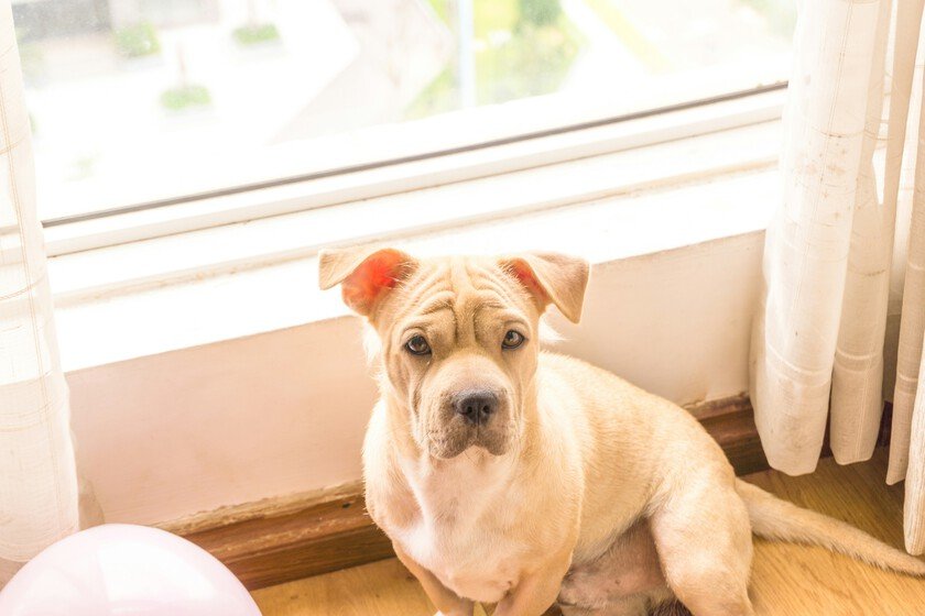 Perros en pisos: Claves para una vida plena y feliz