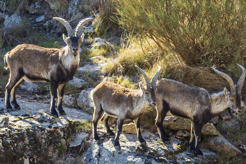 Vive gratis en Sierra de Gredos cuidando animales abandonados